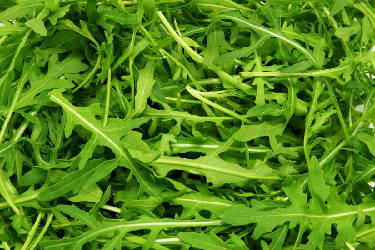 Rucola pesticidi